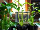 Propagação de plantas aquáticas em casa